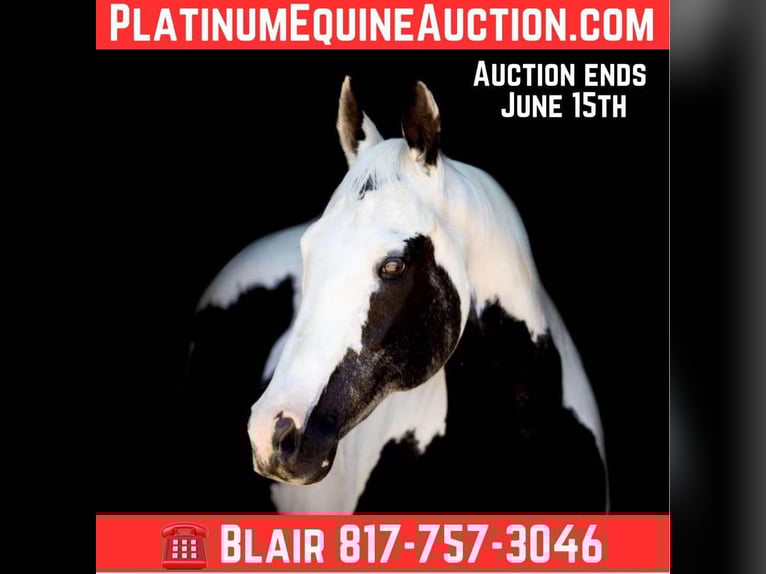 American Quarter Horse Mare 16 years 14.3 hh Tobiano-all-colors in Weatherford TX