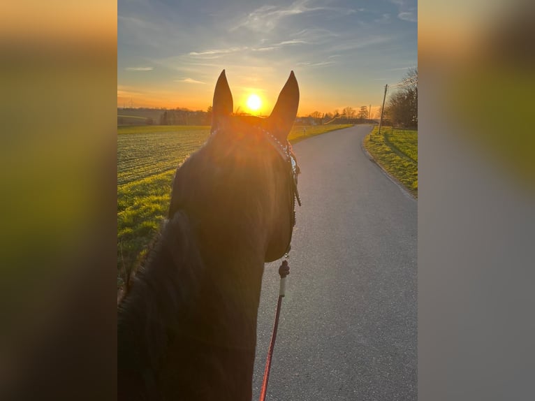 American Quarter Horse Mare 16 years 14,3 hh in Schwabhausen