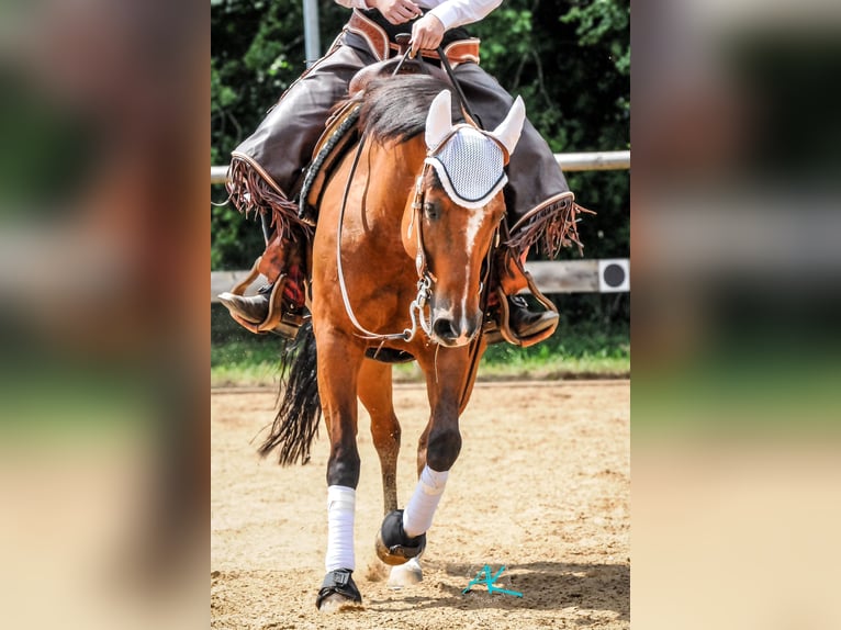 American Quarter Horse Mare 16 years 14,3 hh in Schwabhausen