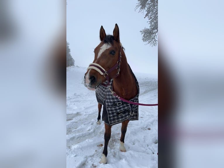 American Quarter Horse Mare 16 years 14,3 hh in Schwabhausen