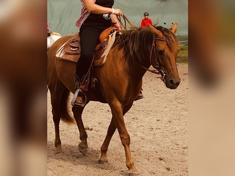 American Quarter Horse Mix Mare 16 years 14 hh Chestnut-Red in Esens