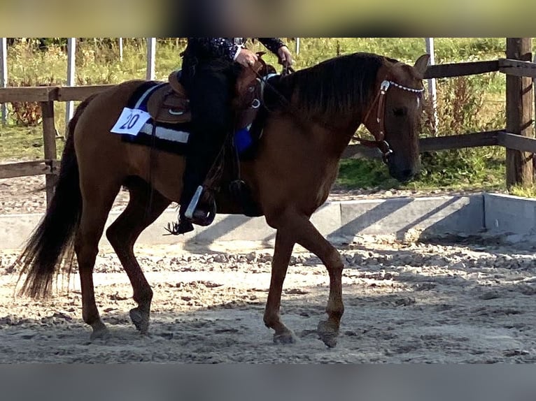 American Quarter Horse Mix Mare 16 years 14 hh Chestnut-Red in Esens