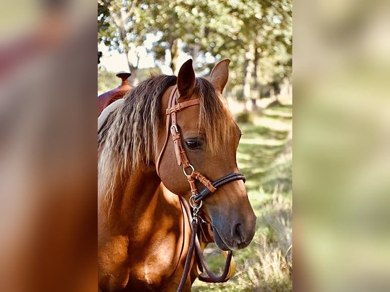 American Quarter Horse Mix Mare 16 years 14 hh Chestnut-Red in Esens