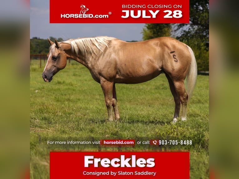 American Quarter Horse Mare 16 years 14,1 hh Palomino in Canton