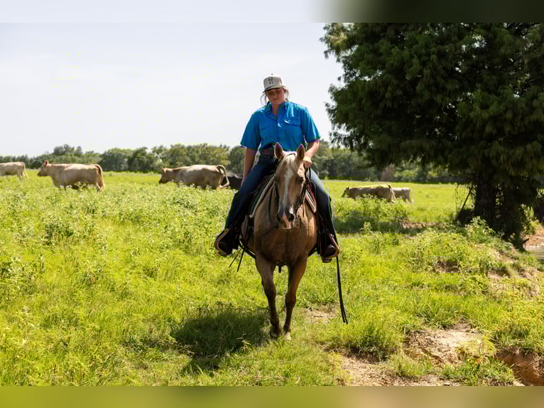 American Quarter Horse Mare 16 years 14,1 hh Palomino in Canton