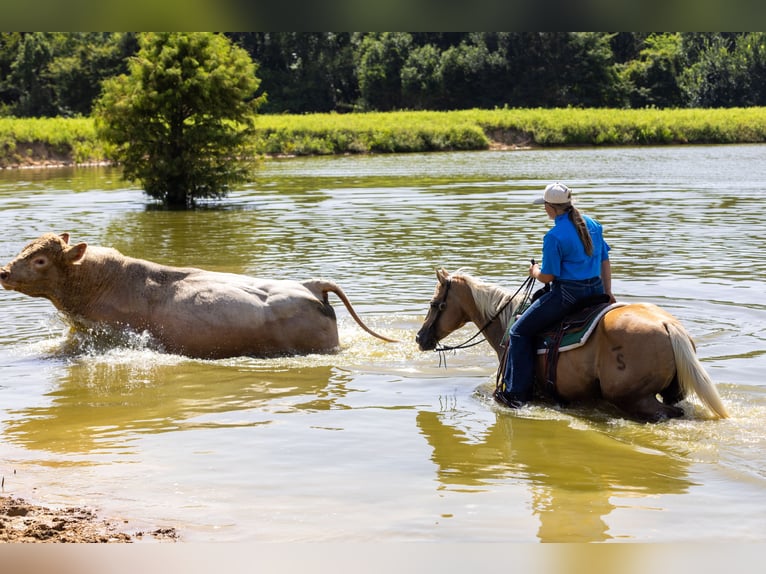 American Quarter Horse Mare 16 years 14,1 hh Palomino in Canton