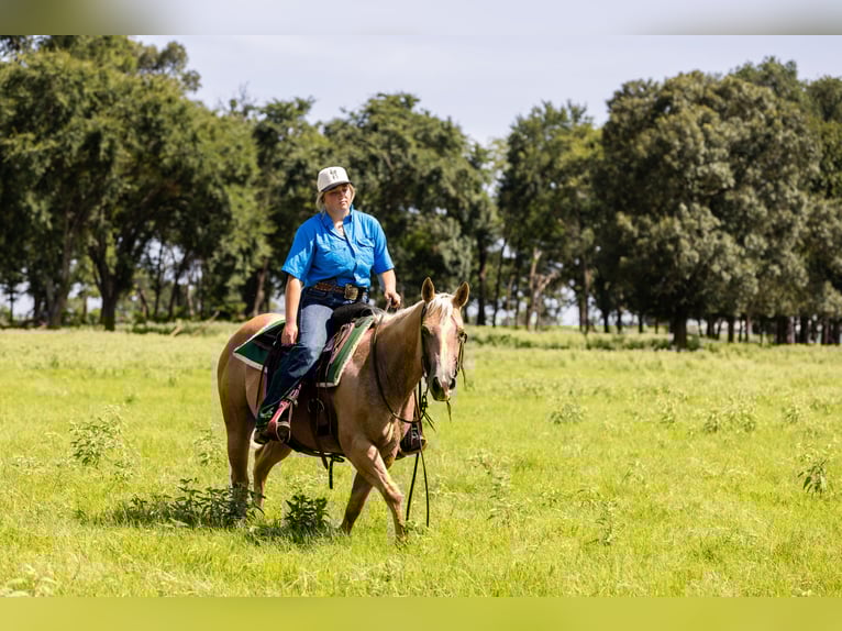 American Quarter Horse Mare 16 years 14,1 hh Palomino in Canton