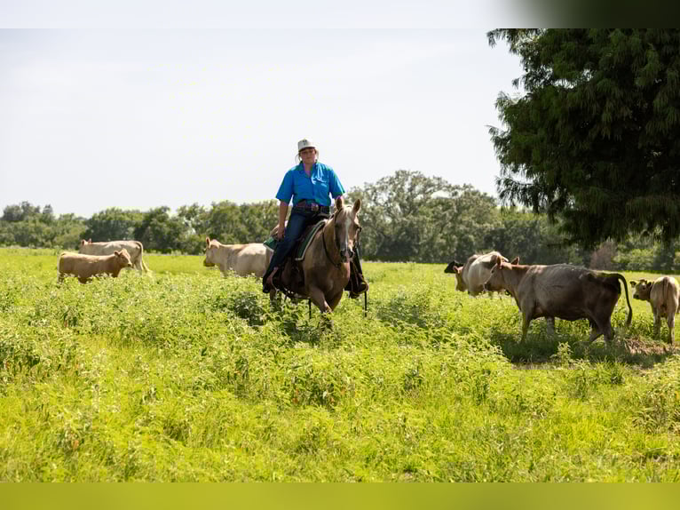 American Quarter Horse Mare 16 years 14,1 hh Palomino in Canton
