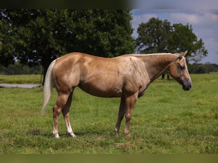 American Quarter Horse Mare 16 years 14,1 hh Palomino in Canton
