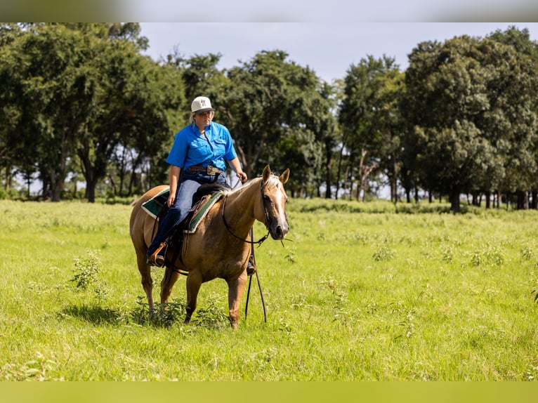 American Quarter Horse Mare 16 years 14,1 hh Palomino in Canton