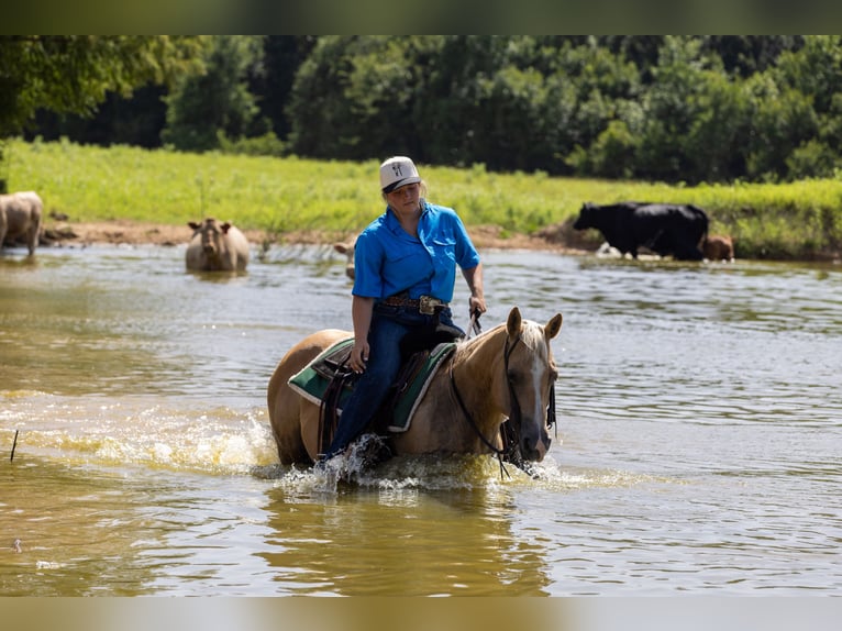 American Quarter Horse Mare 16 years 14,1 hh Palomino in Canton