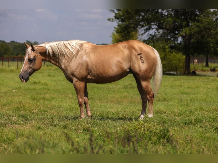 American Quarter Horse Mare 16 years 14,1 hh Palomino in Canton