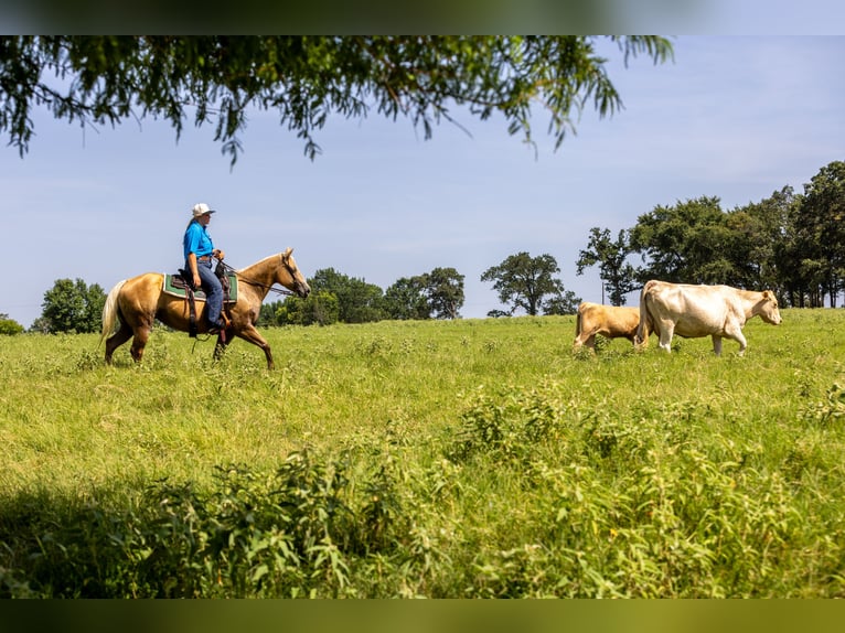 American Quarter Horse Mare 16 years 14,1 hh Palomino in Canton