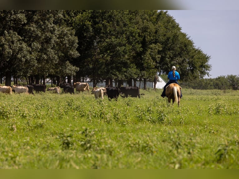 American Quarter Horse Mare 16 years 14,1 hh Palomino in Canton