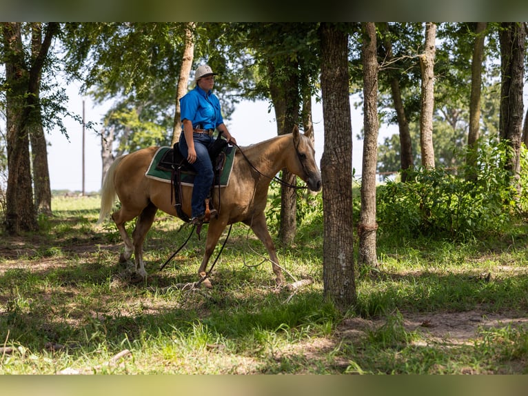 American Quarter Horse Mare 16 years 14,1 hh Palomino in Canton