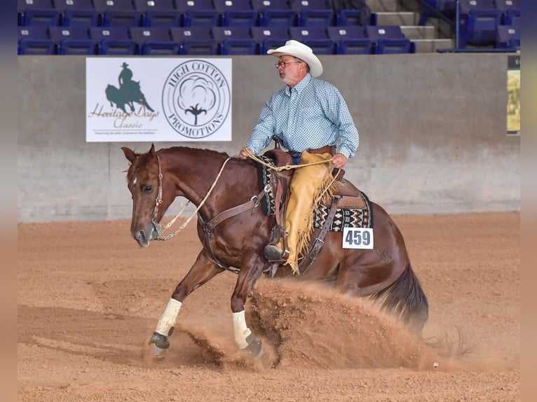 American Quarter Horse Mare 16 years 14,2 hh Chestnut in Ravenna