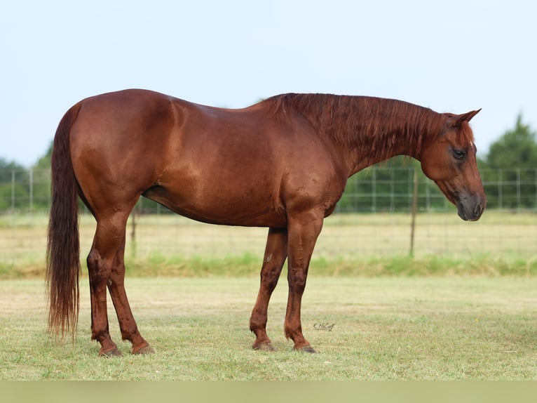 American Quarter Horse Mare 16 years 14,2 hh Chestnut in Ravenna