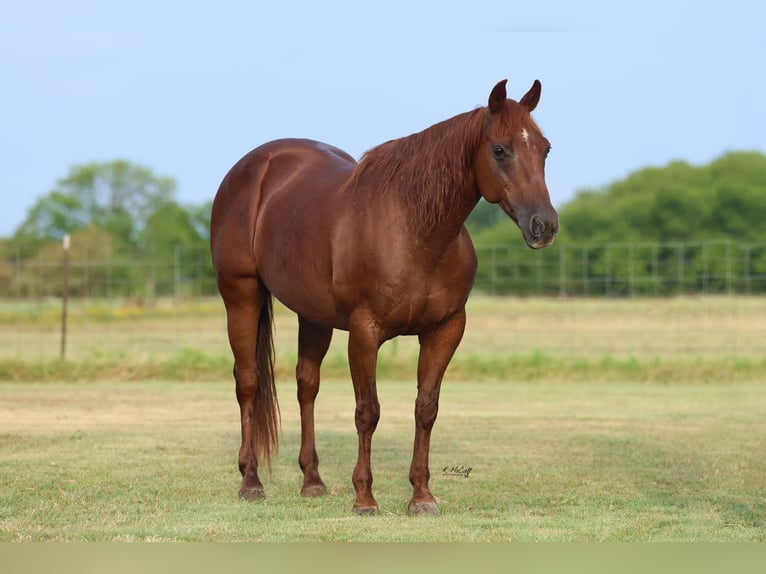 American Quarter Horse Mare 16 years 14,2 hh Chestnut in Ravenna