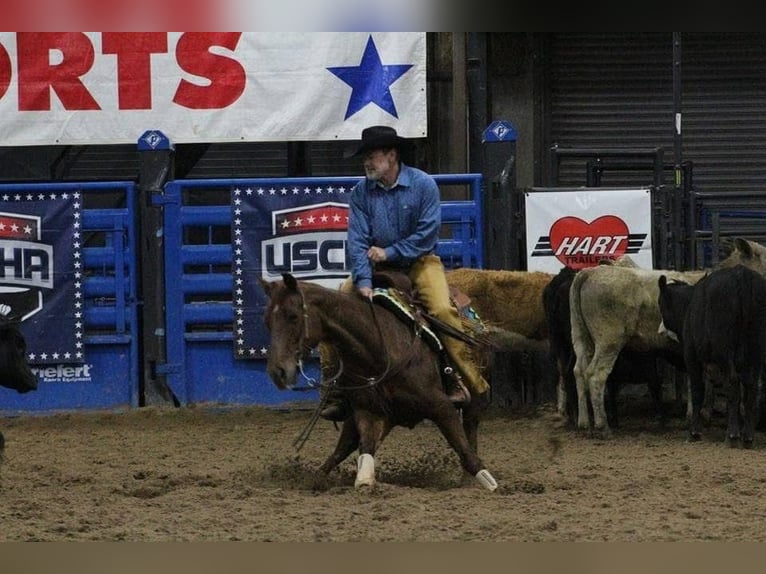 American Quarter Horse Mare 16 years 14,2 hh Chestnut in Ravenna