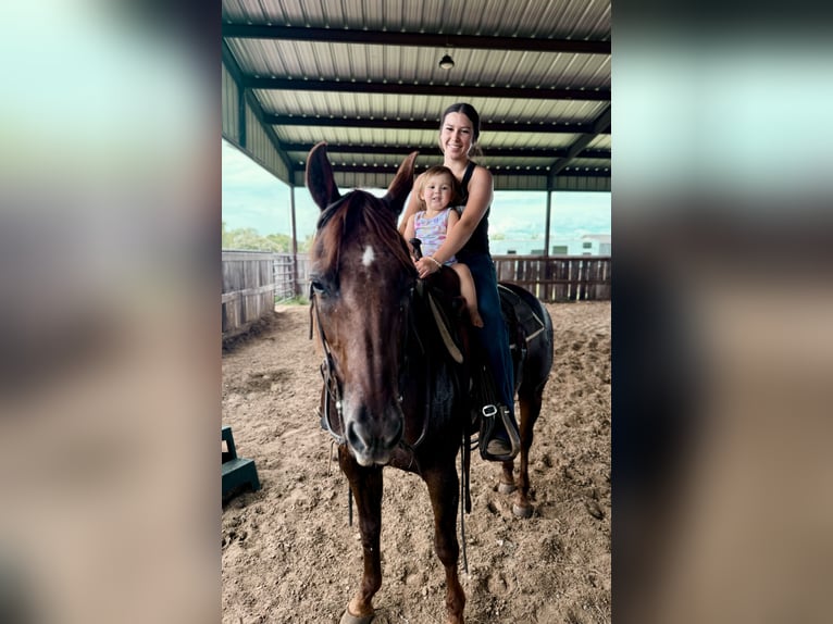 American Quarter Horse Mare 16 years 14,2 hh Chestnut in Ravenna