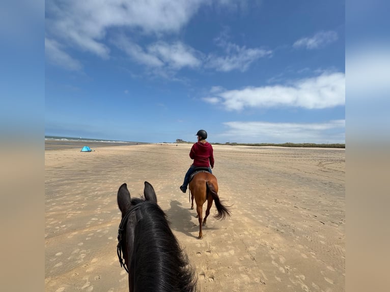 American Quarter Horse Mare 16 years 15.2 hh Chestnut-Red in Echternacherbrück