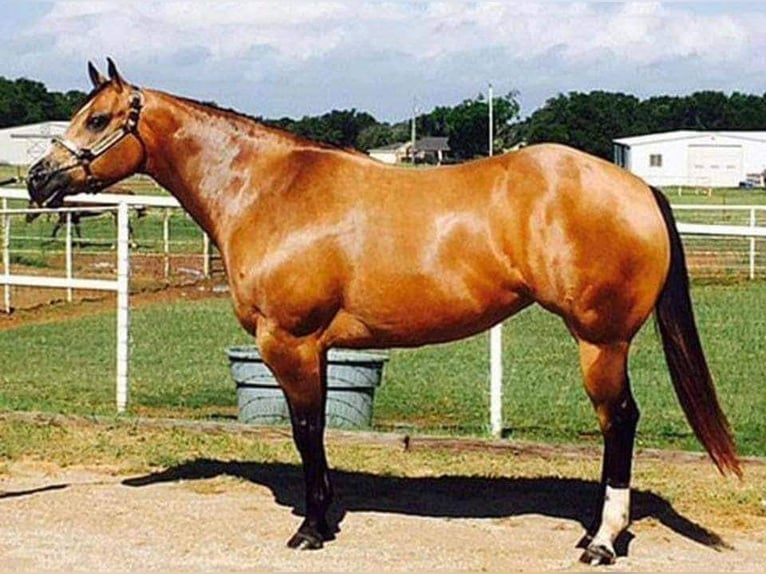 American Quarter Horse Mare 16 years 15 hh Buckskin in Kimball, Minnesota