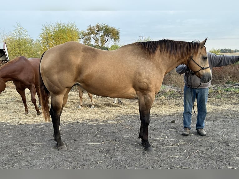 American Quarter Horse Mare 16 years 15 hh Buckskin in Kimball, Minnesota