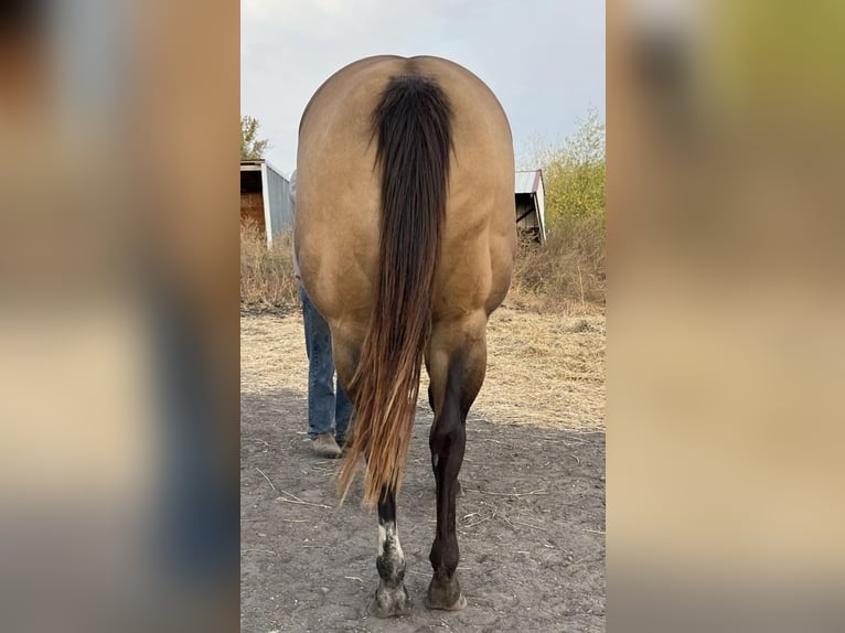 American Quarter Horse Mare 16 years 15 hh Buckskin in Kimball, Minnesota