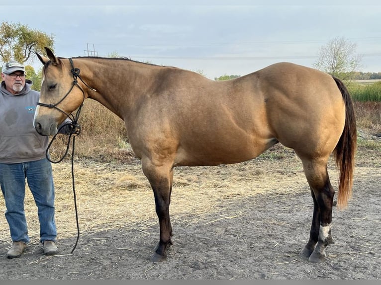 American Quarter Horse Mare 16 years 15 hh Buckskin in Kimball, Minnesota