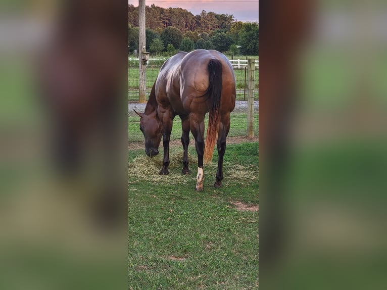 American Quarter Horse Mare 16 years 15 hh Buckskin in Kimball, Minnesota