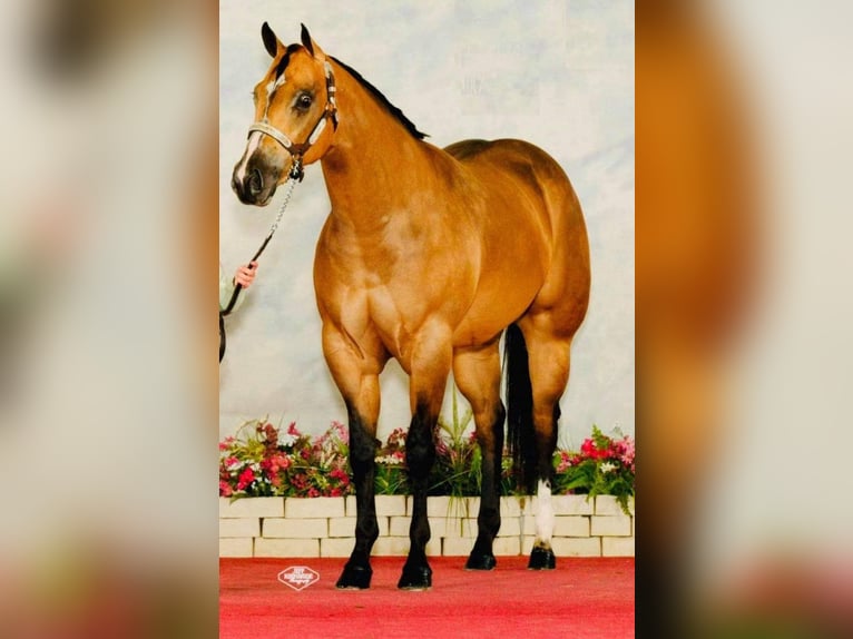 American Quarter Horse Mare 16 years 15 hh Buckskin in Kimball, Minnesota