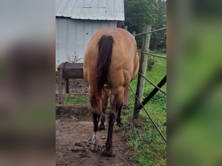 American Quarter Horse Mare 16 years 15 hh Buckskin in Kimball, Minnesota