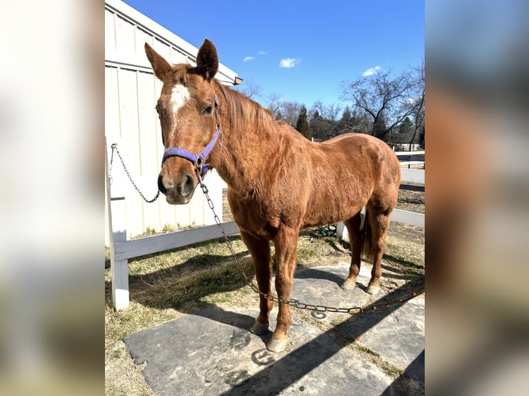 American Quarter Horse Mare 16 years 15 hh Chestnut in Farmingdale, NJ