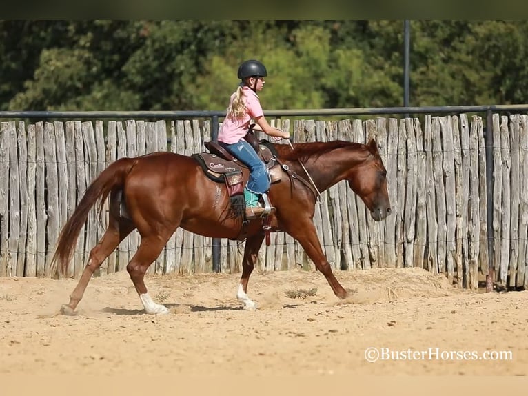 American Quarter Horse Mare 16 years 15 hh Chestnut in WEATHERFORD, TX