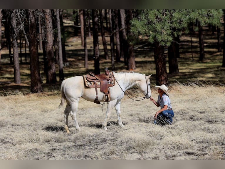 American Quarter Horse Mare 16 years 15 hh Grey in Cottonwood AZ