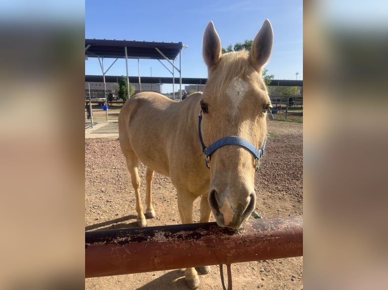 American Quarter Horse Mare 16 years 15 hh Palomino in Phoenix