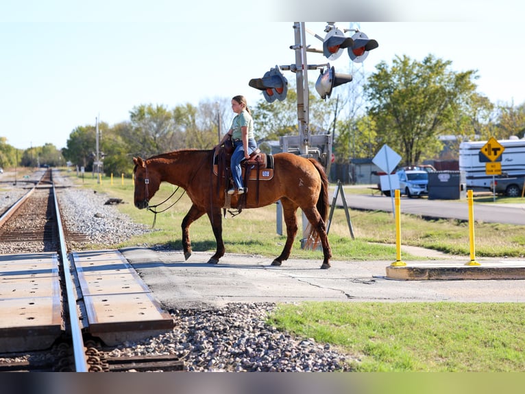 American Quarter Horse Mare 16 years 15 hh Red Dun in Forney