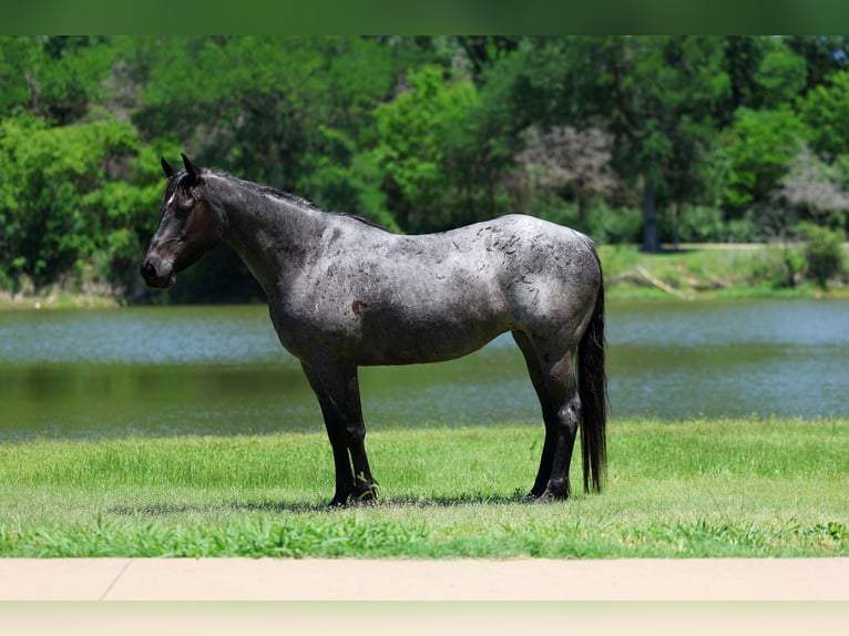 American Quarter Horse Mare 16 years 15 hh Roan-Blue in Forney