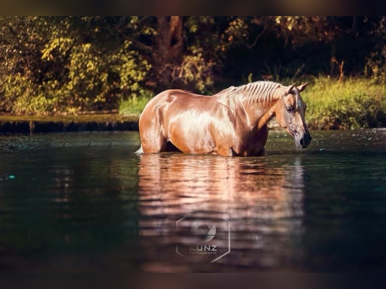 American Quarter Horse Mare 16 years 15,1 hh Palomino in Waldbronn