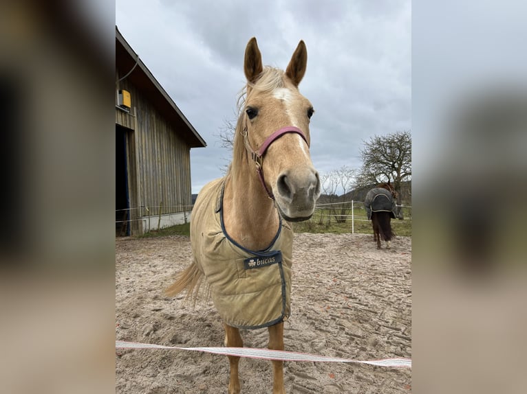 American Quarter Horse Mare 16 years 15,1 hh Palomino in Waldbronn