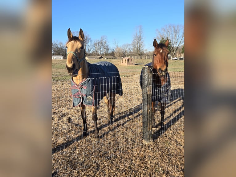 American Quarter Horse Mare 16 years Bay in Morgantown