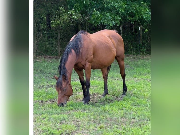 American Quarter Horse Mare 16 years Bay in Morgantown