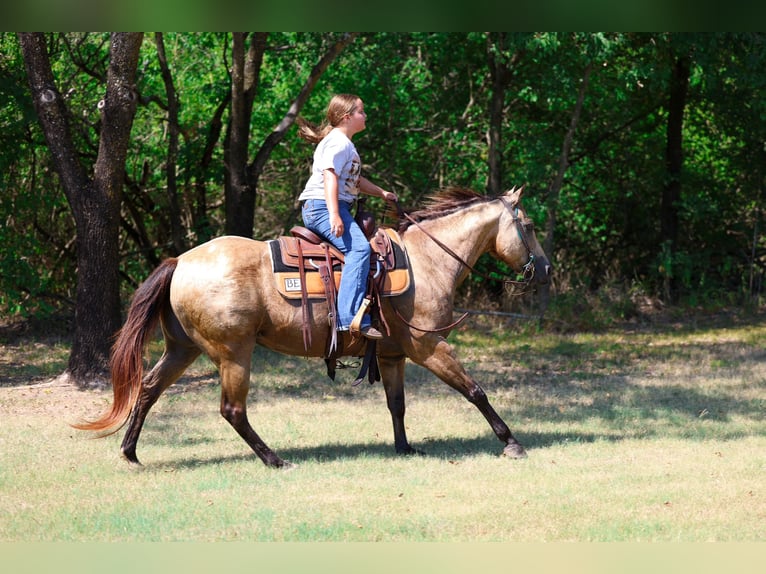 American Quarter Horse Mare 16 years Buckskin in Terrell
