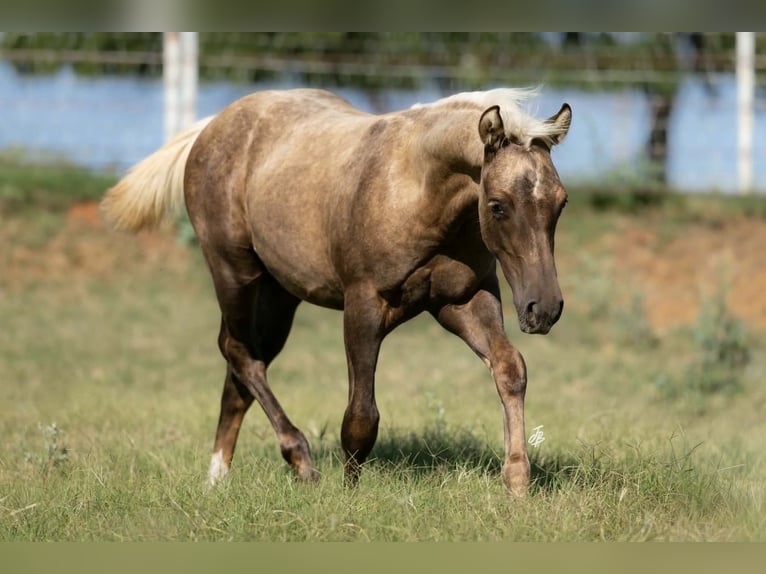 American Quarter Horse Mare 16 years Chestnut in Wayne