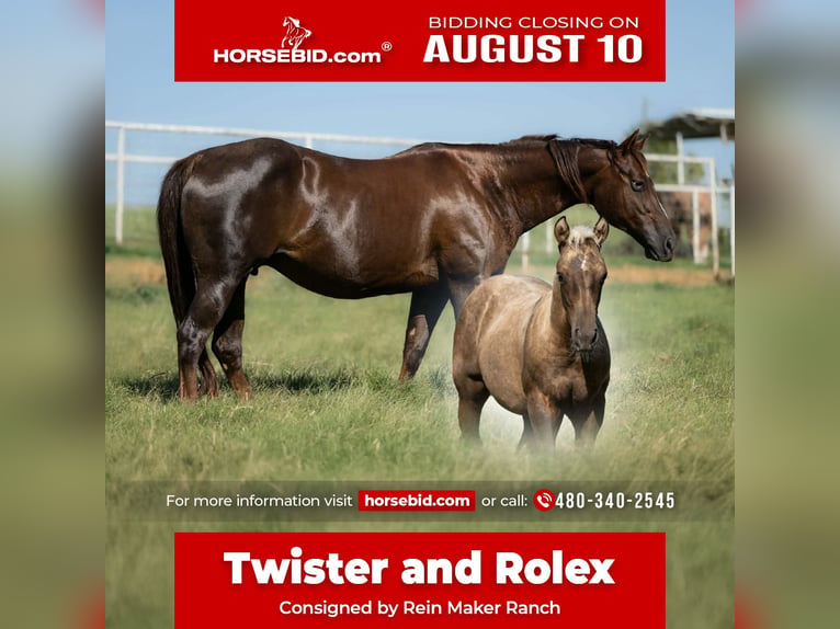 American Quarter Horse Mare 16 years Chestnut in Wayne