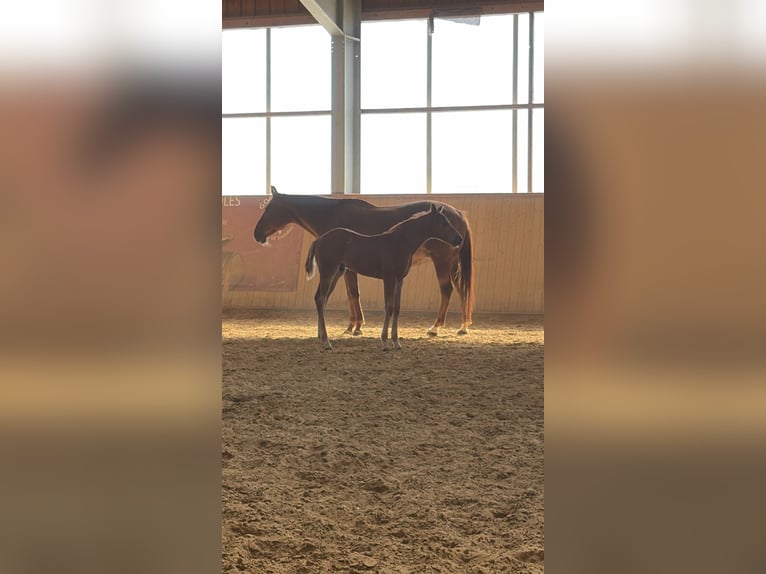 American Quarter Horse Mare 16 years Chestnut-Red in Arnbruck