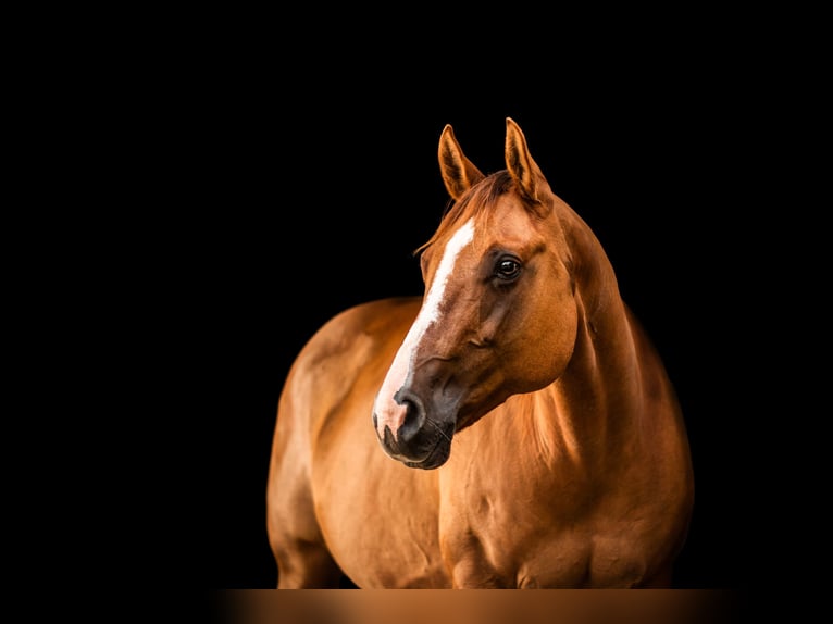 American Quarter Horse Mare 16 years Red Dun in Montmorillon