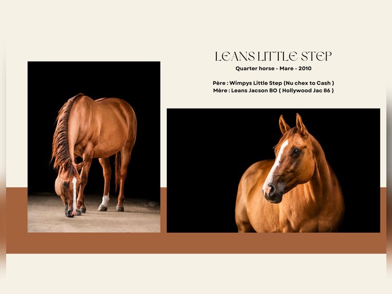 American Quarter Horse Mare 16 years Red Dun in Montmorillon