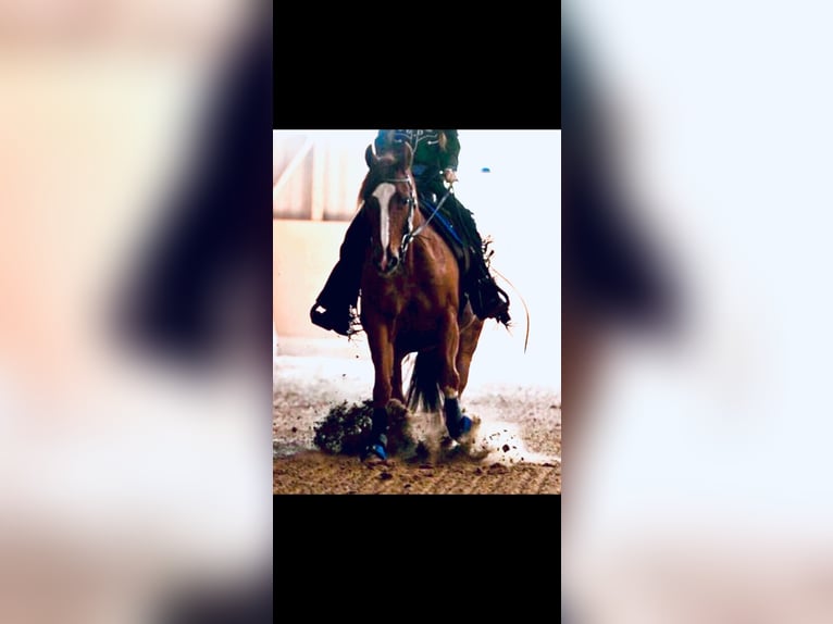 American Quarter Horse Mare 17 years 13,2 hh Chestnut-Red in Saarbrücken