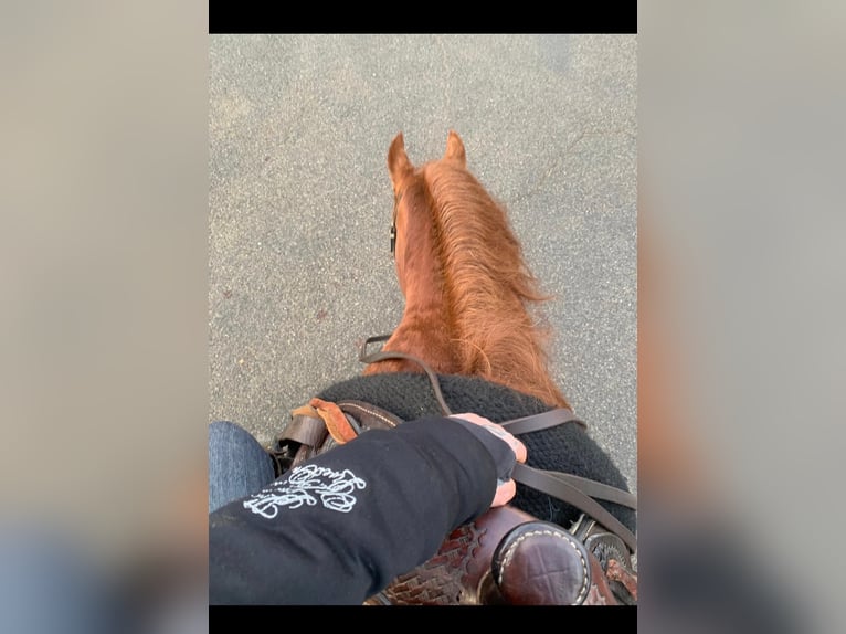 American Quarter Horse Mare 17 years 13,2 hh Chestnut-Red in Saarbrücken